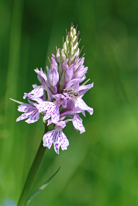 Dactylorhiza maculata?